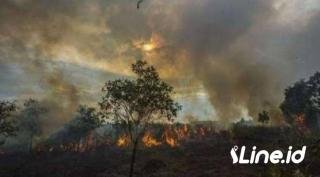 Polres Rohil Amankan E, Pelaku yang Diduga Sengaja Melakukan Pembakaran Hutan 