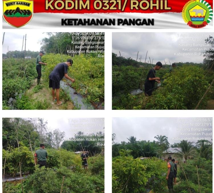 Babinsa Koramil 0321-06/TM Mendampingi Petani Melakukan Perawatan Tanaman Cabe di Kepenghuluan Kasang Bangsawan