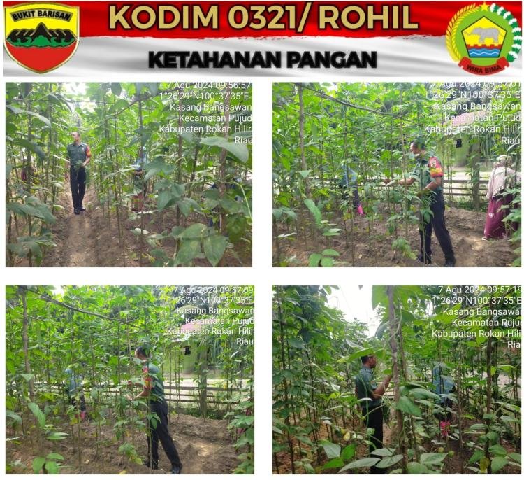 Babinsa Koramil 0321-06/TM Dukung Ketahanan Pangan dengan Pendampingan Petani Kacang Panjang