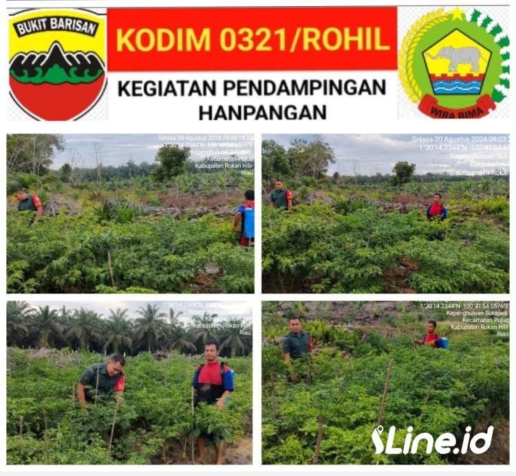 Memberi Pendampingan Ketahanan Pangan, Babinsa Koramil 0321-06/TM Langsung Turun Kelapangan Dan Berjumpa Dengan Petani Cabe