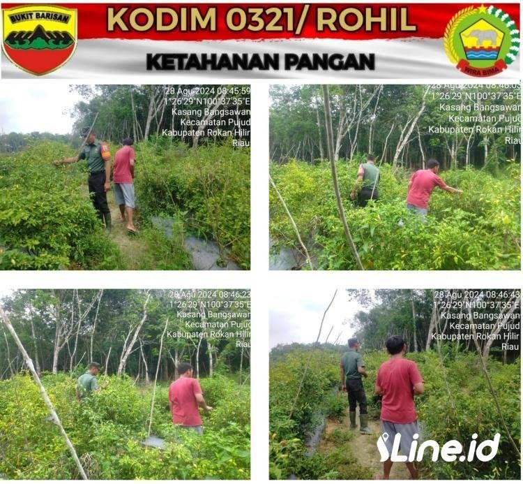 Pendampingan Hanpangan Tanaman Cabe Milik Bapak  Surep dengan Luas lahan 1 Rante Babinsa Koramil 0321-06/TM, Berikan Dukungan Secara Moril