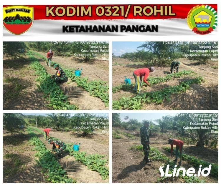 Hadir Memberikan Pendampingan Ketahanan Pangan Semangka Milik Bapak Iwan dengan Luas lahan 12 Rante Babinsa Koramil 0321-06/TM, Berikan Dukungan Secar