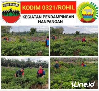 Memberi Pendampingan Ketahanan Pangan, Babinsa Koramil 0321-06/TM Langsung Turun Kelapangan Dan Berjumpa Dengan Petani Cabe