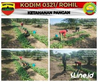 Hadir Memberikan Pendampingan Ketahanan Pangan Semangka Milik Bapak Iwan dengan Luas lahan 12 Rante Babinsa Koramil 0321-06/TM, Berikan Dukungan Secar