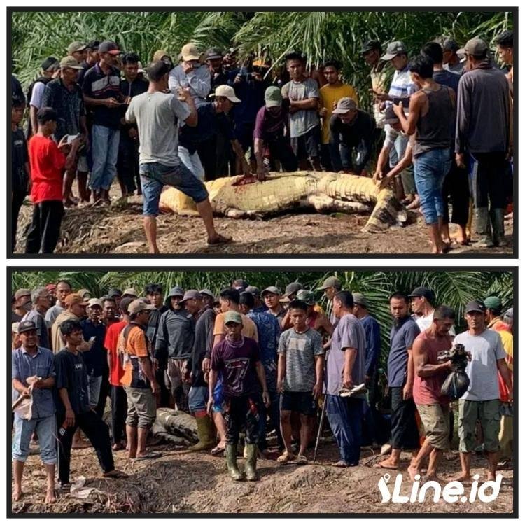 Buaya Mangsa Manusia Hingga Kepala Terputus, Di Desa Teluk Nilam