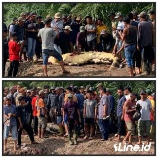 Buaya Mangsa Manusia Hingga Kepala Terputus, Di Desa Teluk Nilam