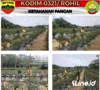 Memberi Pengalaman Yang baru Ke Pada Para Petani Wilayah Binaan, Babinsa turun Dan Memberi Pemdampingan Ketahanan Pangan Di Wilayah Koramil 0321-06/TM