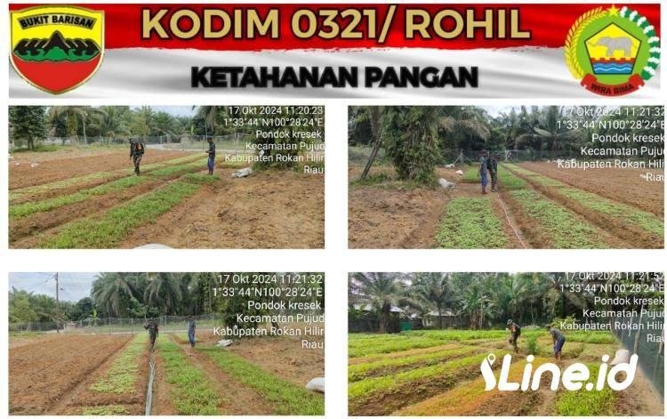 Dukung Kegiatan Para Petani Wilayah Binaan Nya, Babinsa Koramil 0321-06/TM Berikan Dukangan Secara Moril Ke Pada Petani Khusus Nya Kep. Pondok Keresek