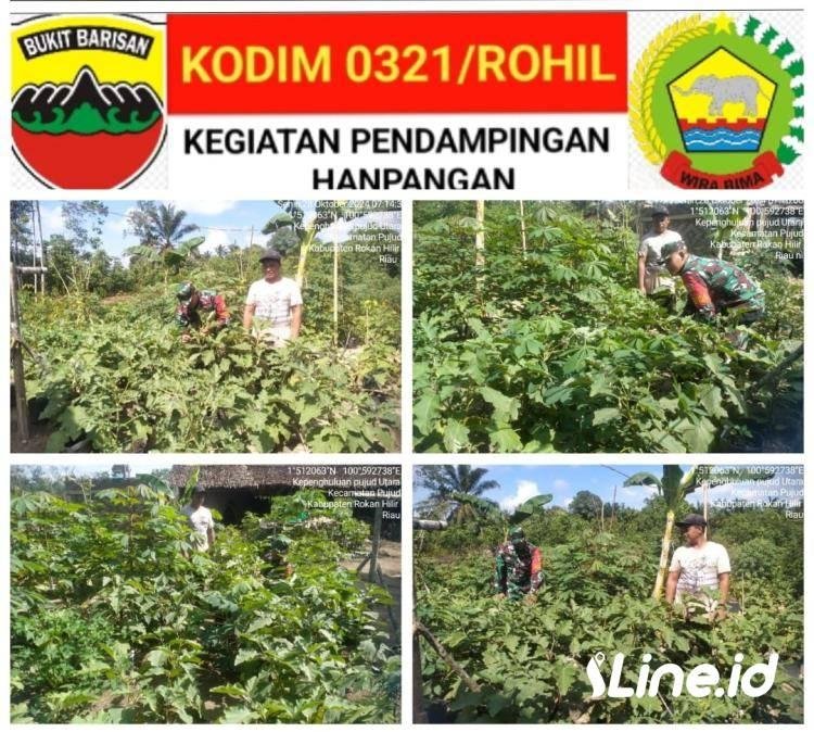 Babinsa Koramil 06/TM Melaksanakan Pendampingan Hanpangan Petani Terong