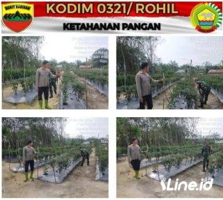 Selalu Hadir Di Tengah-tengah Masyarakat, Babinsa Koramil 0321-06/TM Memberi Pendampingan Ketahanan Pangan Ke Pada Petani