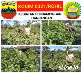 Babinsa Koramil 06/TM Melaksanakan Pendampingan Hanpangan Petani Terong