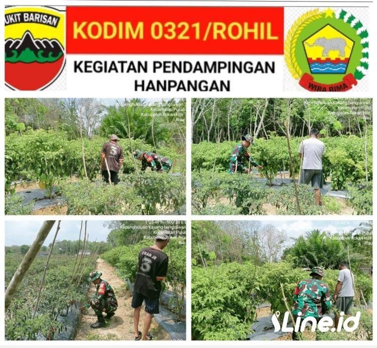 Sukseskan Ketahanan Pangan, Babinsa Dampingi Petani Cabai Merah