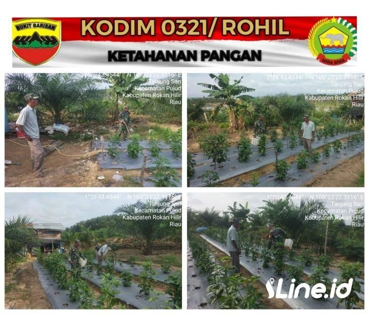 Peduli Kepada Para Petani, Babinsa Koramil 06/TM Berikan Pendampingan Dan Motifasi  Dalam Berkebun