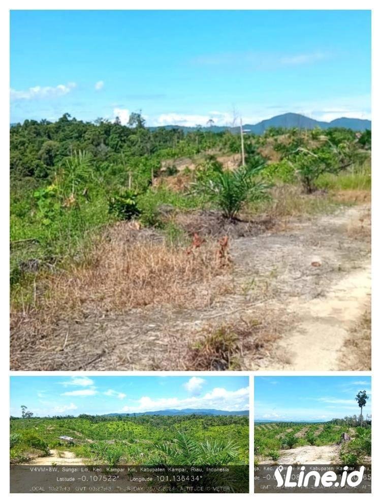 Hutan Margasatwa Kuntu Disulap Jadi Kebun Kelapa Sawit, Aliansi Gempar Riau : Jelas Sanksinya !,. KPH Kampar Kiri : Kewenangan KLHK di BKSDA !