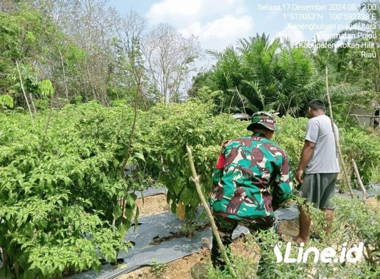 Berikan Pendampingan Kepada Petani Cabe, Babinsa Koramil 06/TM Hadir Ditengah-Tengah Petani