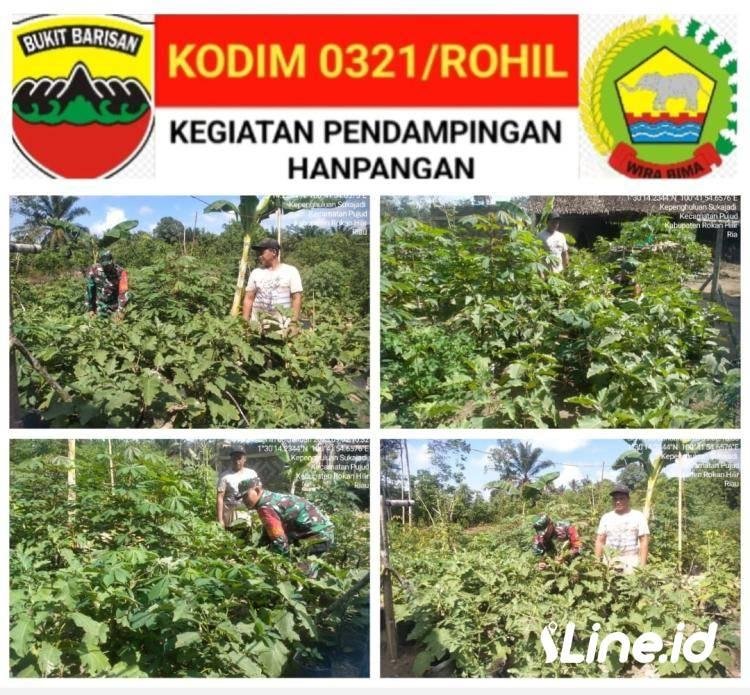 Sukseskan Program Pemerintah, Babinsa Koramil 06/TM Berikan Pendampingan kepada Para Petani