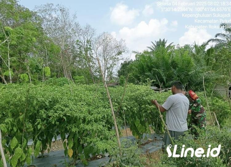 Dukung Ketahanan Pangan Nasional, Babinsa Koramil 0321-06/TM Laksanakan Pendampingan