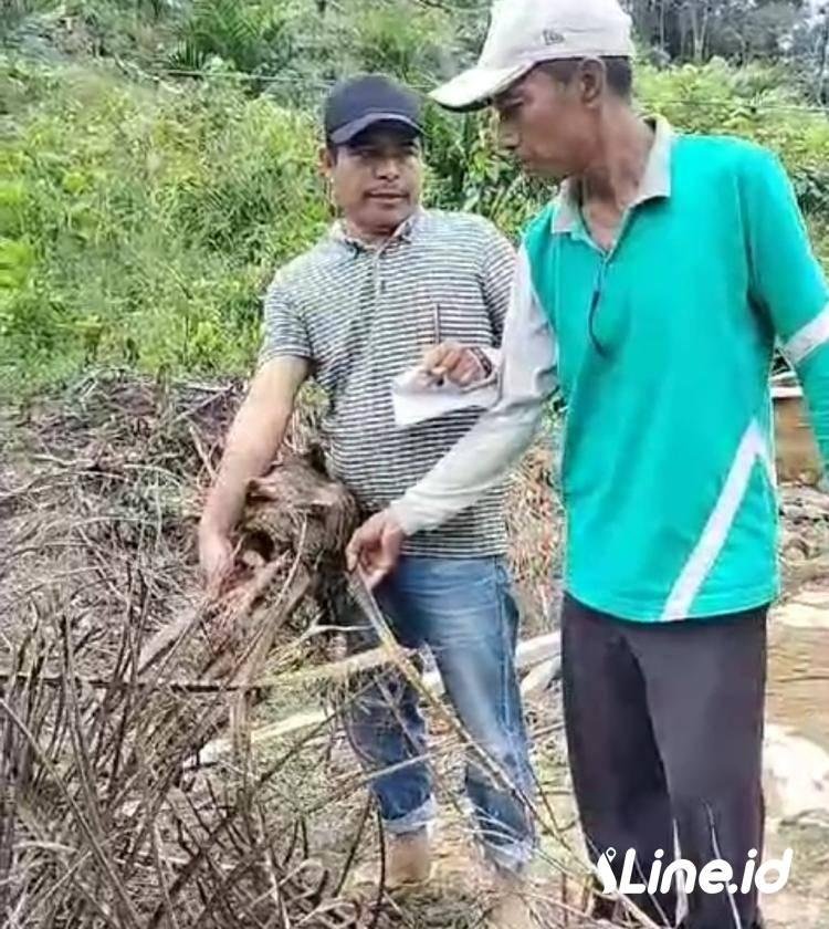 Usai Laporkan ke Polisi Atas Pengrusakan Tanaman Sawit dan Pagar Kebun, Tarmizi Hadapi Ancaman !