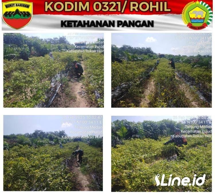 Berkomitmen Dalam Mendukung Hangpangan, Babinsa Koramil 06/TM Laksanakan Pendampingan Kepada Petani