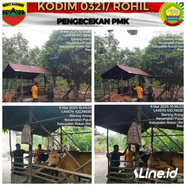 Cegah Penyakit Mulut dan Kuku, Babinsa Koramil 06/TM Dampingi Peternak Sapi