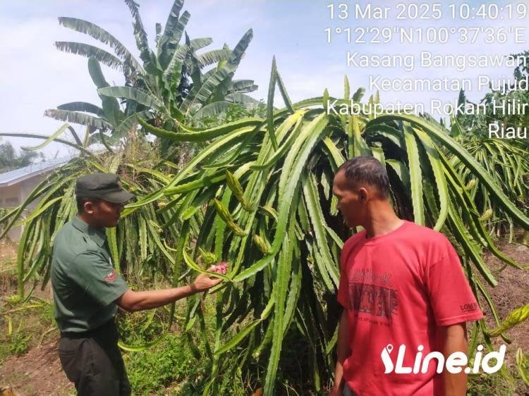 Guna Menjaga Hasil Panen Yang Meningkat, Babinsa Koramil 06/TM Laksanakan Pendampingan