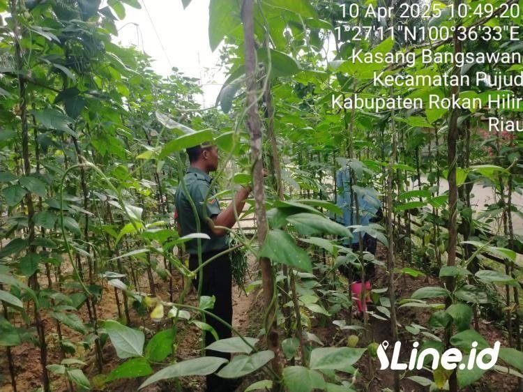 Kelola Lahan Kosong Tanam Kacang Panjang, Babinsa Koramil 06/TM Laksanakan pendampingan Hangpangan