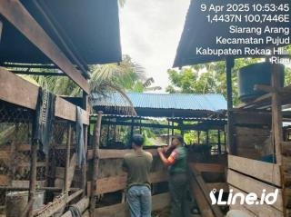 Lakukan Pengecekan Penyakit PMK Didesa Binaan, Babinsa Koramil 06/TM Cegah Penyakit Pada Ternak Sapi Warga