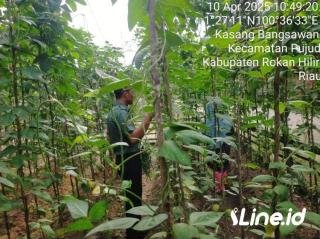 Kelola Lahan Kosong Tanam Kacang Panjang, Babinsa Koramil 06/TM Laksanakan pendampingan Hangpangan