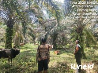 Datangi Pemilik Hewan Ternak Sapi, Babinsa Koramil 06/TM Ingatkan Kebersihan Kandang