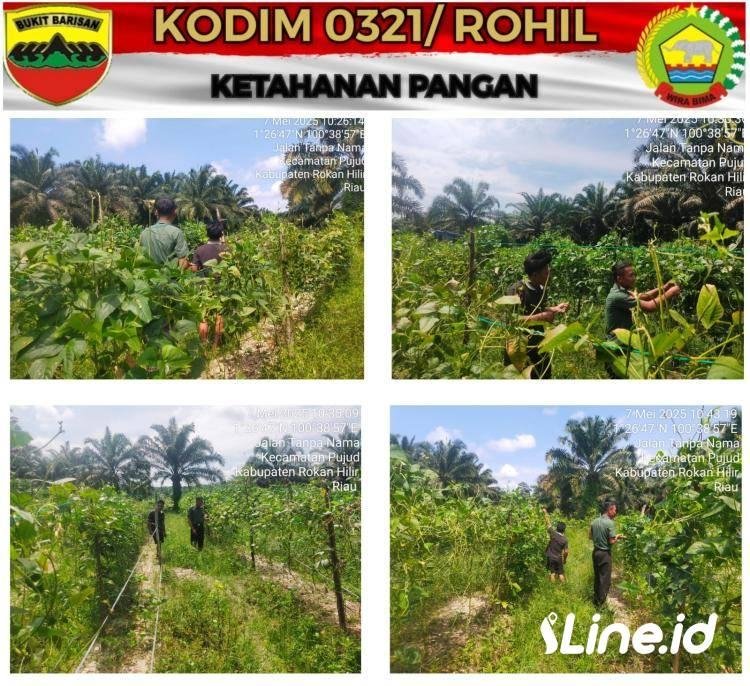 Wujudkan Program Swasembada Pangan Nasional, Babinsa Koramil 06/TM Kodim 0321/Rohil Berikan Pendampingan