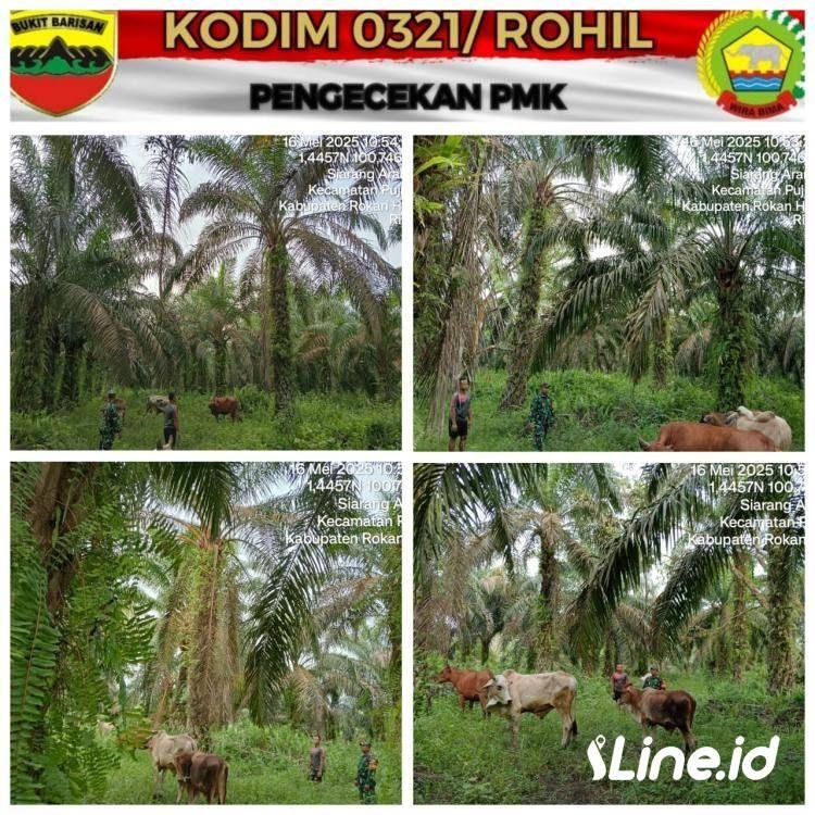 Jumpai pemilik Ternak Sapi, Babinsa Koramil 06/TM Koramil 0321/Rohil Sosialisasikan Penyakit PMK