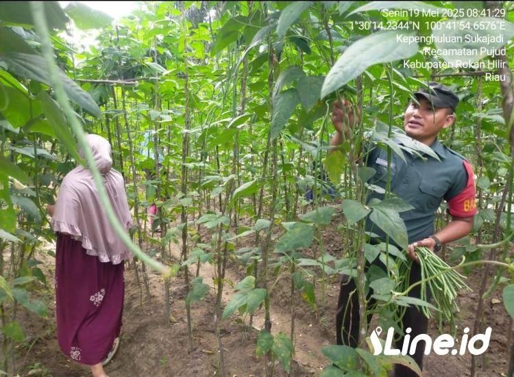 Jumpai Petani Kacang Panjang, Babinsa Koramil 06/TM Kodim 0321/Rohil Berikan Pendampingan Kepada Petani