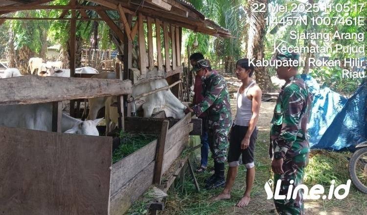 Jelang Hari Raya Qurban, Babinsa Koramil 06/TM Kodim 0321/Rohil Lakukan Pengecekan PMK Kepada Sapi Warga