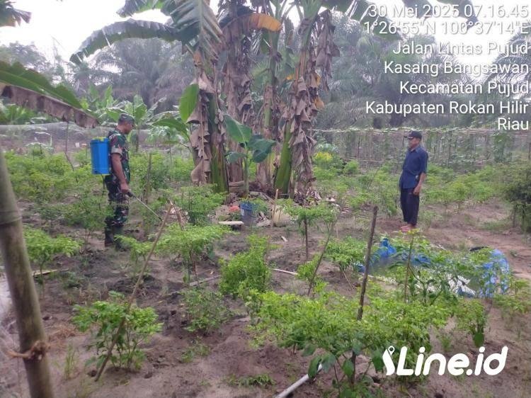Program Swasembada Pangan Nasional, Babinsa Koramil 06/TM Kodim 0321/Rohil Berikan Pendampingan kepada Petani