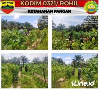 Wujudkan Program Swasembada Pangan Nasional, Babinsa Koramil 06/TM Kodim 0321/Rohil Berikan Pendampingan