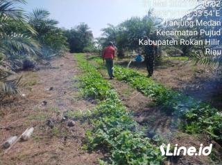 Gunakan Lahan Kosong Tanam Semangka, Babinsa Koramil 06/TM Kodim 0321/Rohil Dampingi Petani Semangka