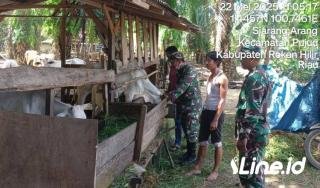 Jelang Hari Raya Qurban, Babinsa Koramil 06/TM Kodim 0321/Rohil Lakukan Pengecekan PMK Kepada Sapi Warga