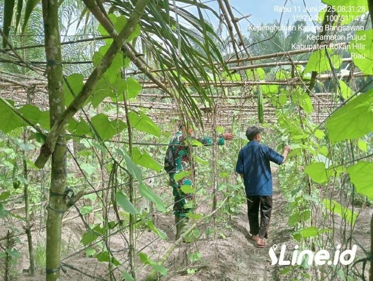 Datangi Petani Gambas Desa Kasang Bangsawan, Babinsa Koramil 06/TM Kodim 0321/Rohil Berikan Pendampingan