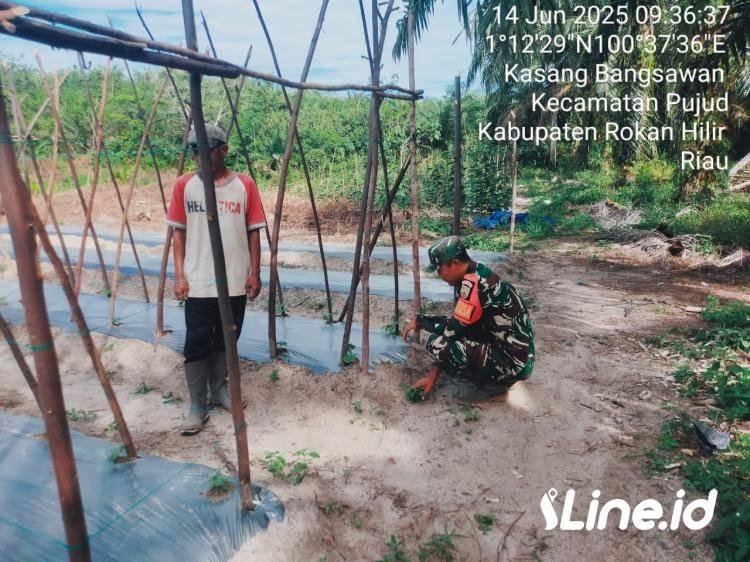 Dampingi Petani Timun, Babinsa Koramil 06/TM Kodim 0321/Rohil Ikut Serta Dalam Perawatan