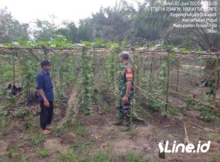 Tingkatkan hasil Panen Petani, Babinsa Koramil 06/TM Kodim 0321/Rohil Berikan Pendampingan