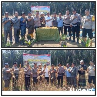 Polsek Pujud Bersama Unsur Muspika Panen Jagung Serentak Kuartal II Di areal Perkebunan PT. Karya abadi Sama Sejati