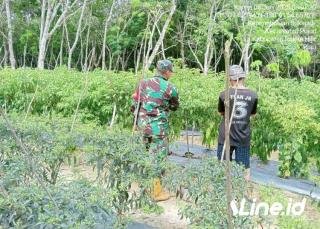 Tingkatkan Hasil Panen Cabe, Babinsa Koramil 06/TM Kodim 0321/Rohil Berikan Pendampingan Kepada Petani