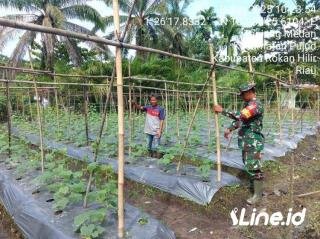 Tingkatkan Hasil Panen Kacang Panjang, Babinsa Koramil 06/TM Kodim 0321/Rohil Berikan Pendampingan Kepada Petani