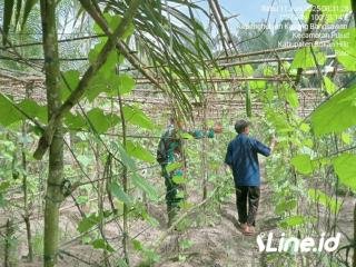 Datangi Petani Gambas Desa Kasang Bangsawan, Babinsa Koramil 06/TM Kodim 0321/Rohil Berikan Pendampingan