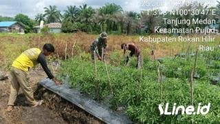 Tingkatkan Pertumbuhan Ekonomi Masyarakat, Babinsa Koramil 06/TM Kodim 0321/Rohil Dampingi Petani