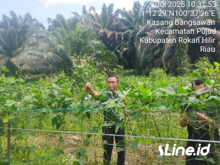 Bantu Petani Dalam Perawatan Kacang Panjang, Babinsa Koramil 06/TM Kodim 0321/Rohil Aktif Bersama Masyarakat