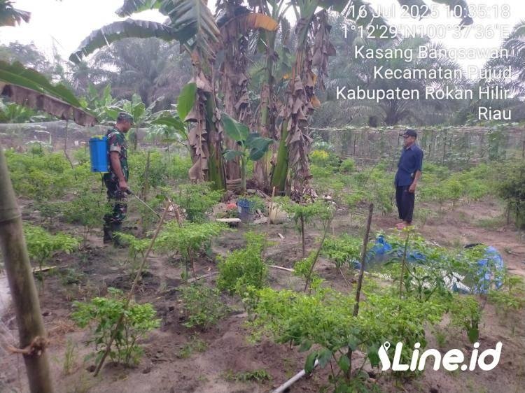 Tingkatkan Hasil Panen Cabe, Babinsa Koramil 0321-06/TM Rohil, Ikut Serta dalam Perawatan bersama Petani