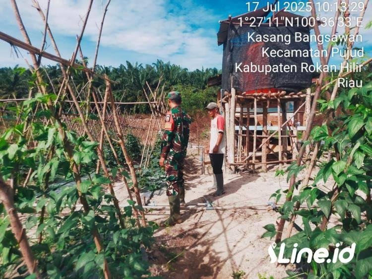 Agar Hasil Panen Lebih Meningkat, Babinsa Koramil 0321-06/TM Rohil Berikan Pendampingan Kepada Petani