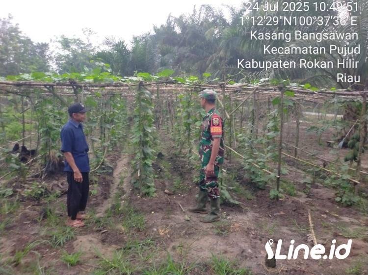 Optimalkan Hasil Panen, Babinss Koramil 0321-06/TM Berikan Pendampingan Kepada Petani Gambas