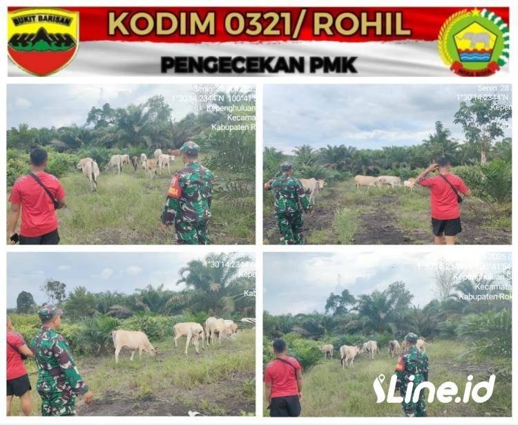 Tidak Ditemukan Gejala (PMK) Pada Hewan Ternak Warga, Babinsa Koramil 0321-06/TM Lakukan Pencegahan